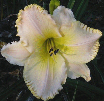 Photo of SENECA SPIRIT